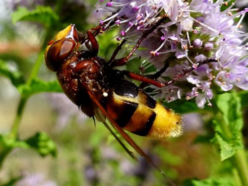 Volucella zonaria